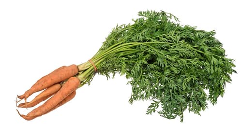 Cultivated Carrot reference