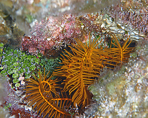 Orange Sea Lily reference