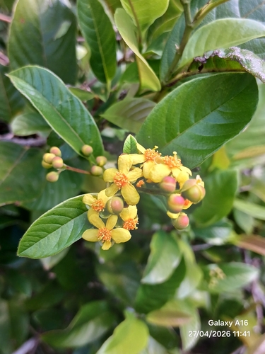 Davilla nitida reference