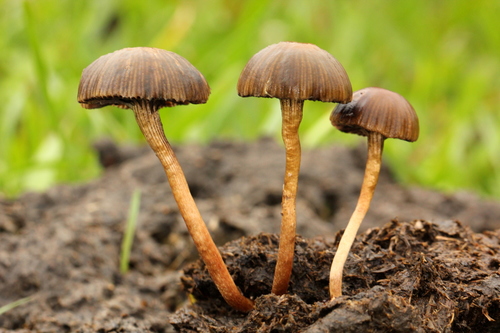 Dung Psilocybe reference