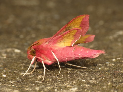 Small Elephant Hawkmoth reference
