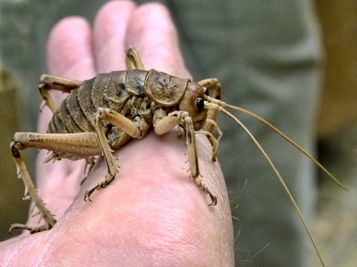 Cook Strait Giant Wētā reference