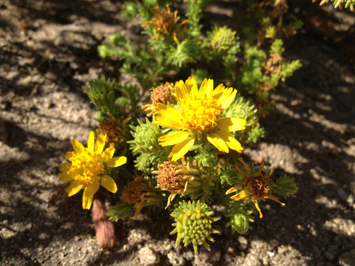 Santa Susana Tarweed reference