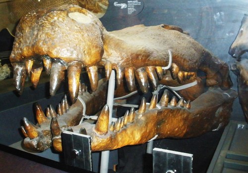 Terror Crocodile reference