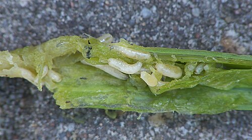 Onion Fly reference
