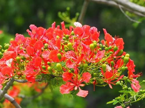 Royal Poinciana reference