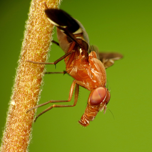 Picture-Winged Fly reference