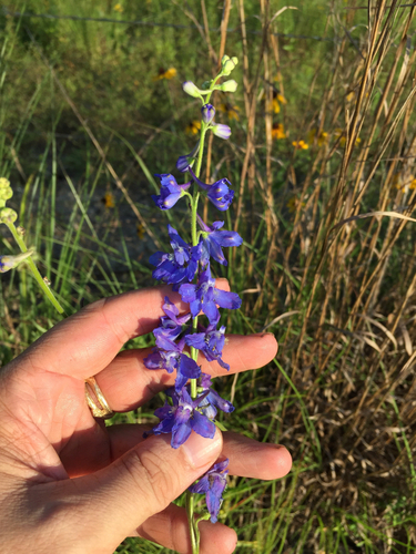 Carolina Larkspur reference
