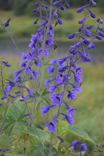 Alpine Larkspur reference