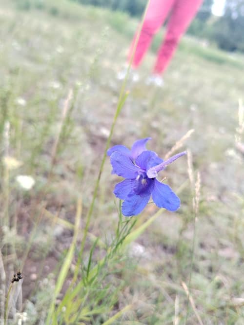 Siberian Larkspur reference