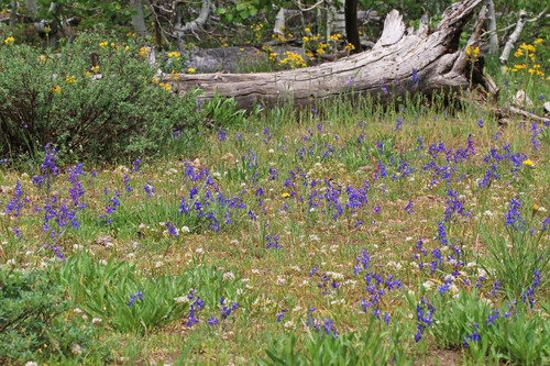Nuttall's Larkspur reference