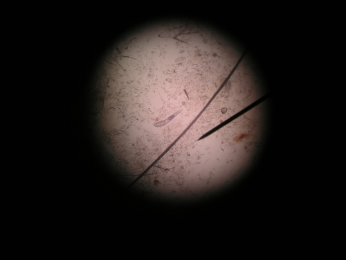 Dog Follicle Mite reference