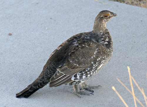 Dusky Grouse reference