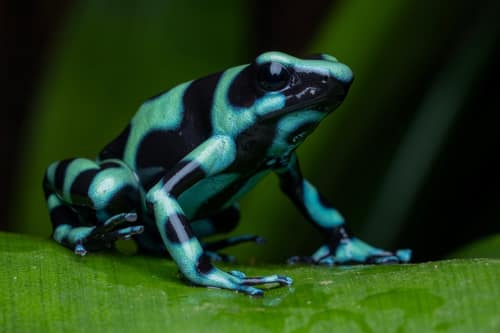 Green and Black Poison Dart Frog reference