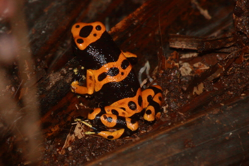 Yellow-banded Poison Dart Frog reference