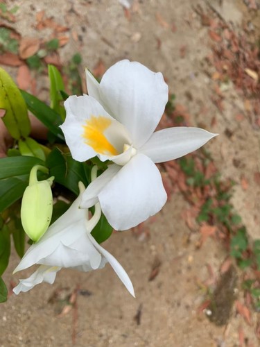 Formosa Dendrobium reference