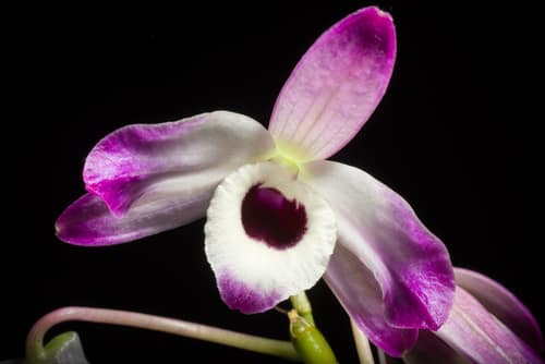 Noble Dendrobium reference