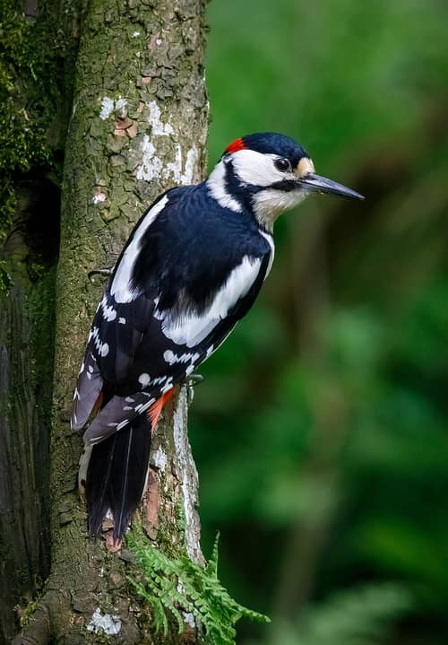 Great Spotted Woodpecker reference