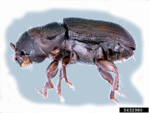 Southern Pine Beetle reference