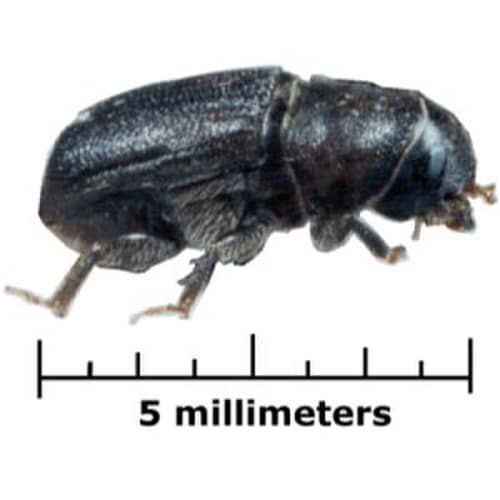 Mountain Pine Beetle reference