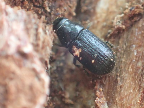 Spruce Beetle reference