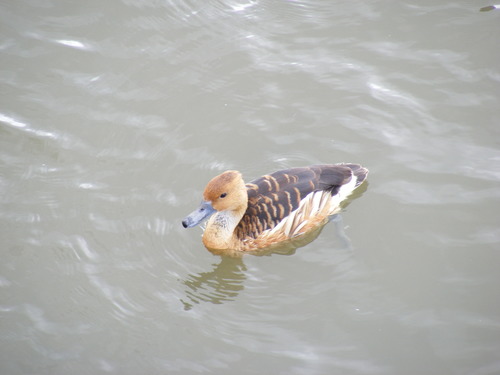 Fulvous Whistling-Duck reference