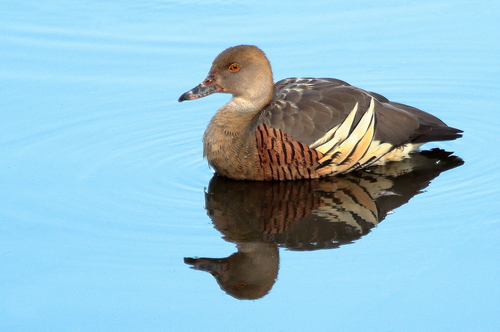 Plumed Whistling-Duck reference