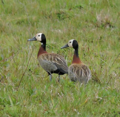 White-faced Whistling-Duck reference