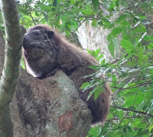 Western Tree Hyrax reference