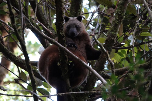 Doria's Tree-kangaroo reference