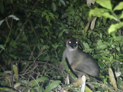 Lumholtz's Tree-kangaroo reference