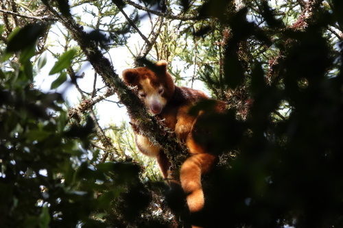 Matschie's Tree-kangaroo reference