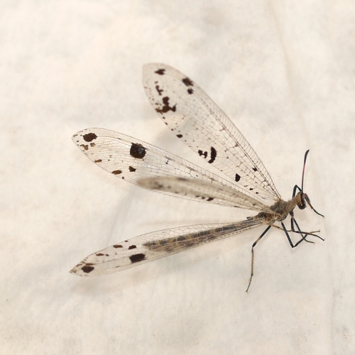 Spotted Antlion reference