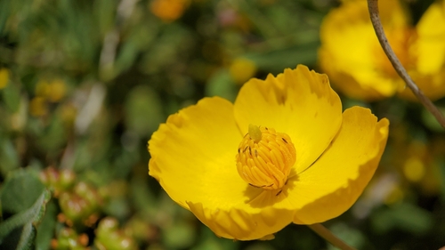 Tree Poppy reference