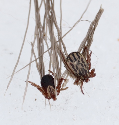 Winter Tick reference