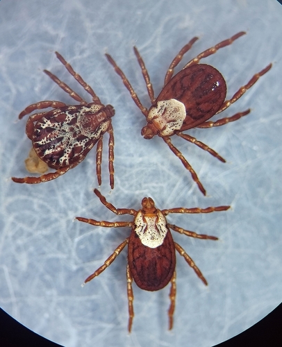 Rocky Mountain Wood Tick reference