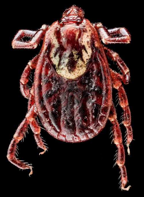 American Dog Tick reference