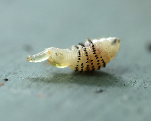 Human Botfly reference