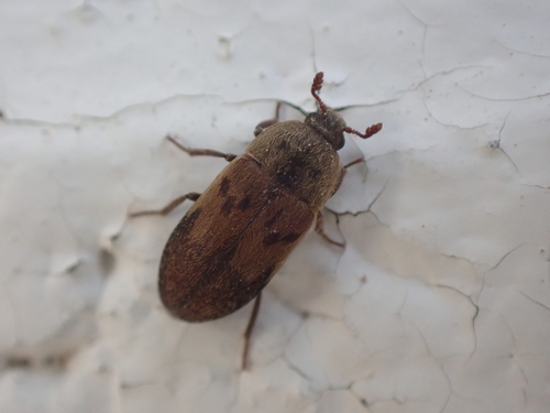 Larder Beetle reference