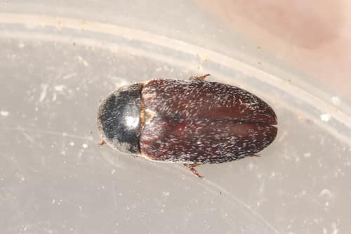 Hide Beetle reference