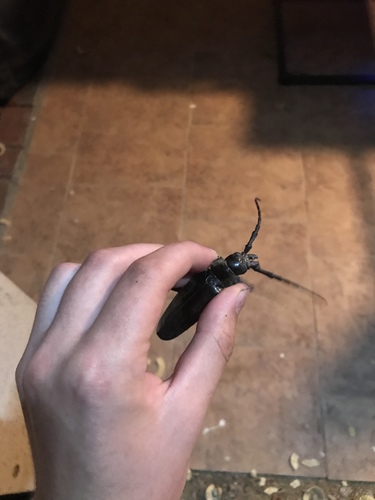 Palo Verde Root Borer reference