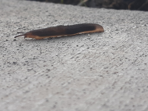Marsh Slug reference