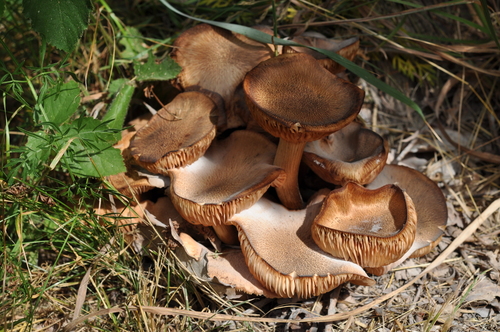 Ringless Honey Mushroom reference