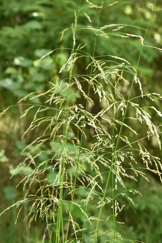 Tufted Hairgrass reference