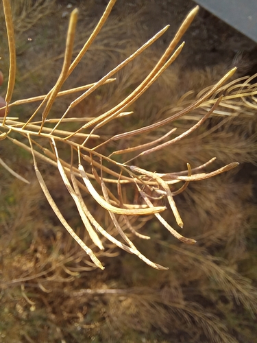 Flixweed reference