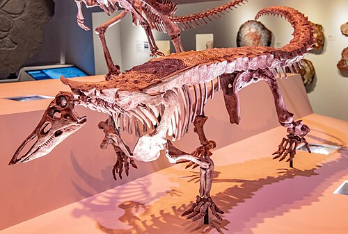 Desmatosuchus reference
