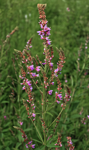 Showy Tick-trefoil reference