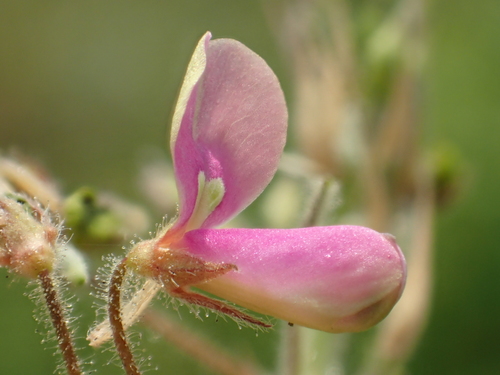 Dixie Tick-trefoil reference