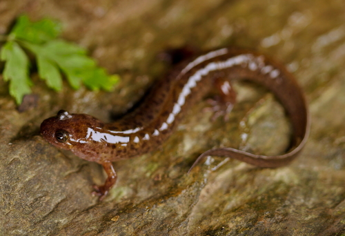 Seal Salamander reference
