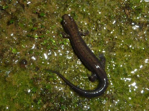 Allegheny Mountain Dusky Salamander reference